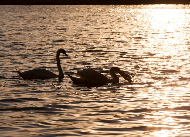 cisnes selvagens