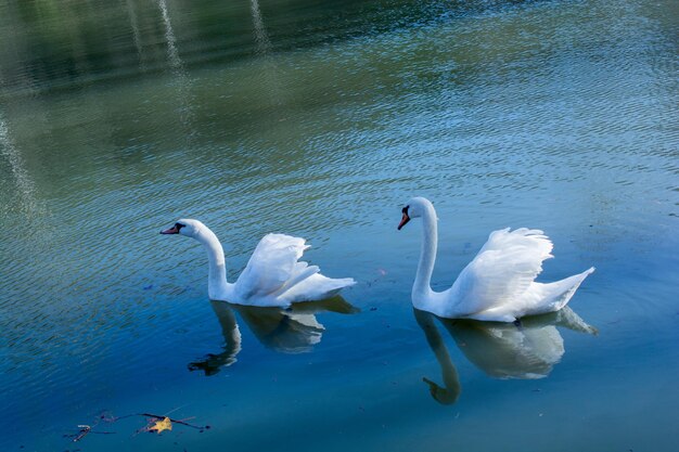 Cisnes solitários vivem na lagoa
