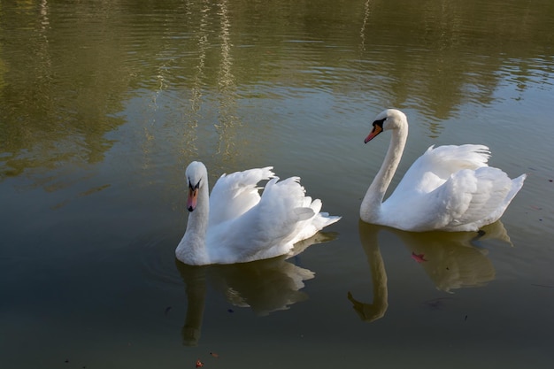 Cisnes solitarios viven en el estanque