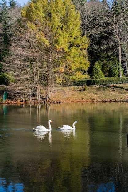 Cisnes solitarios viven en el estanque.