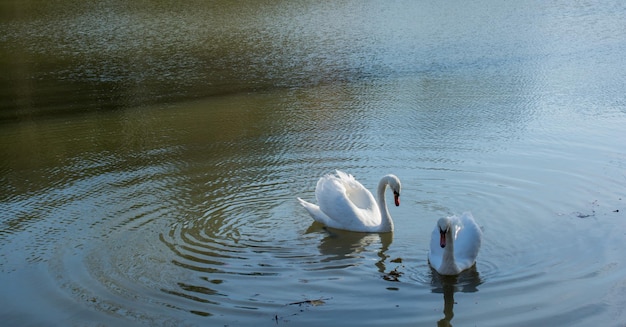 Cisnes solitarios viven en el estanque