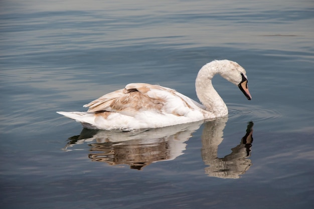 Los cisnes solteros viven en el entorno natural