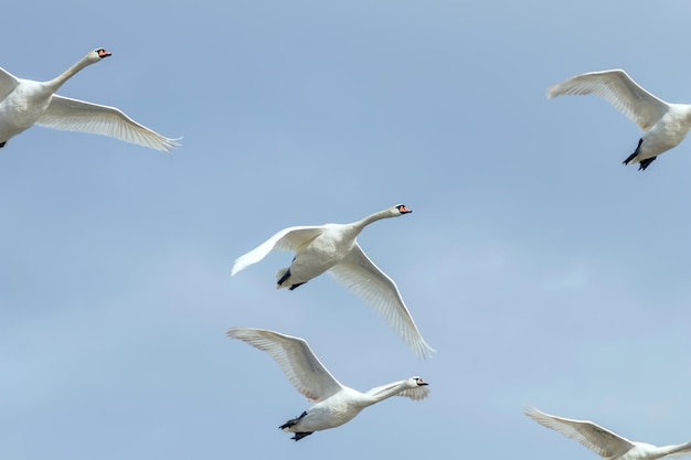 Cisnes en vuelo cielo azul (Cygnus olor)
