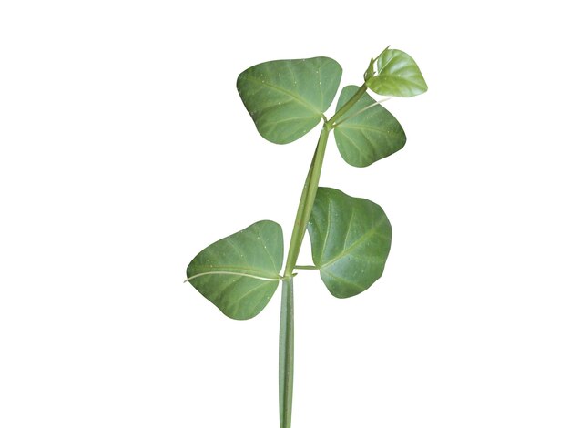 Cissus quadrangularis ou folhas de uva veldt são usadas como planta medicinal desde a antiguidade