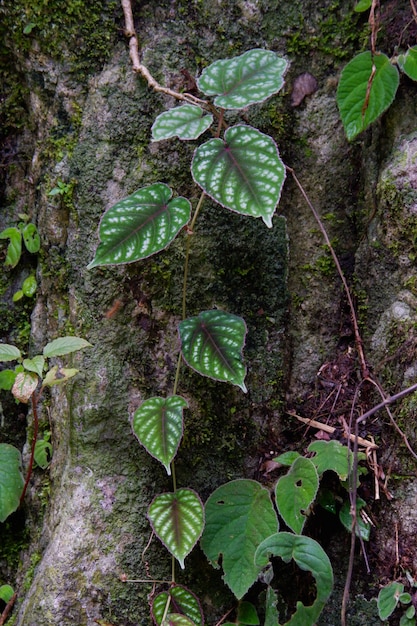 Cissus verfärben Blume ist bunte Hintergrundnahaufnahme im botanischen Garten