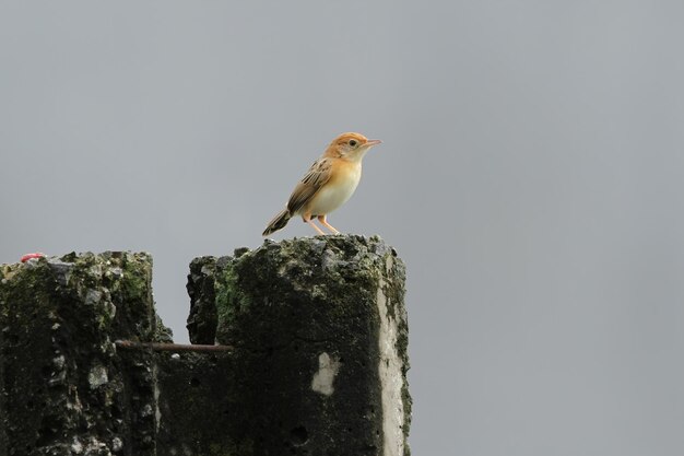 Cisticola pássaro na rocha procurando insetos para comer