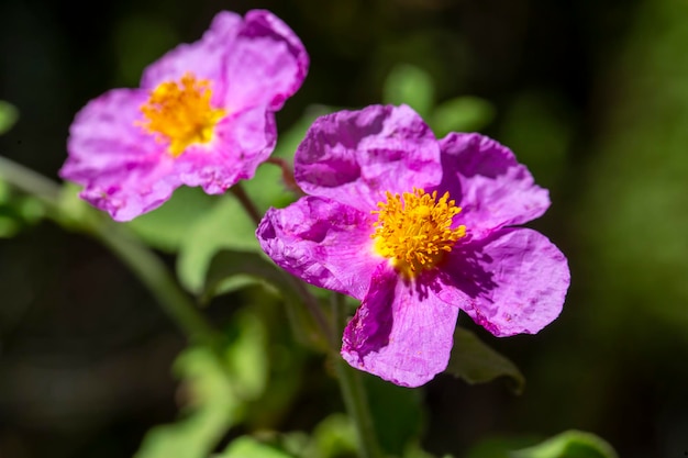 cistus de nome científico de flor selvagem