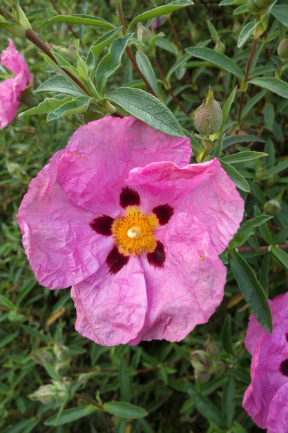 Cistus Purpureus blüht in einem Garten in Kent