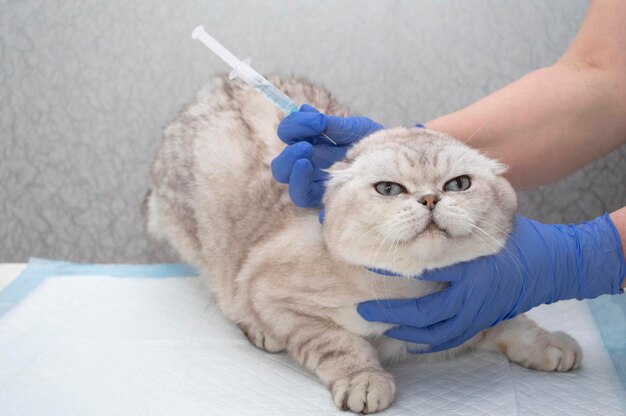 Cita de veterinario de gato mullido, manos en guantes médicos sosteniendo una jeringa con medicamento. Lindo gatito recibe la vacuna en la mesa de examen con las manos del técnico de mascotas.