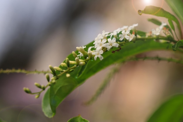 Citharexylum spinosum flores blancas en el jardín