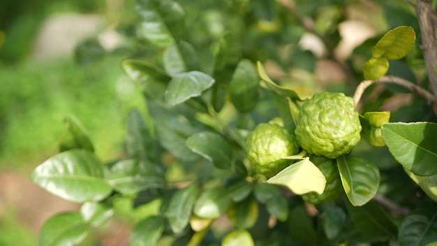 Cítrico de bergamota em árvore, Califórnia, EUA. Híbrido de laranja e limão no jardim. Fruta verde