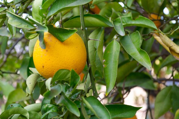 Cítrico laranja pendurado na árvore