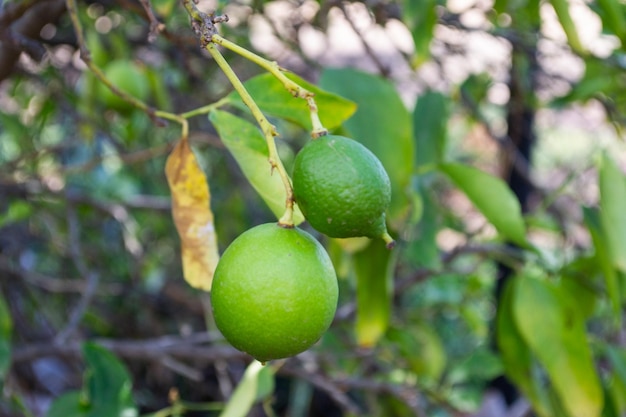 Cítricos de lima limón colgando de un árbol
