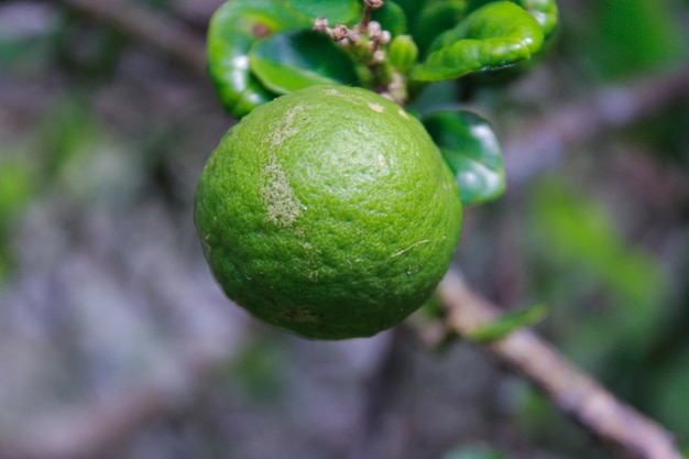 Cítricos de lima orgánica verde colgando de un árbol