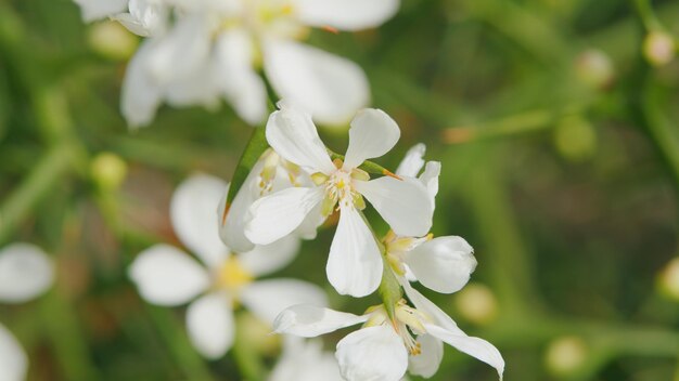 Citrinos trifoliais ou poncirus trifoliata laranjas trifoliais de flores frescas que crescem em árvores ao ar livre