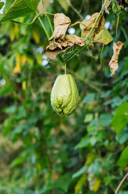 Foto citron, cítricos tropicales. citrus medica