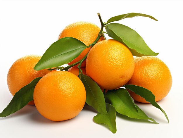 Citrus Harmony Frutas laranja com galho e folhas verdes