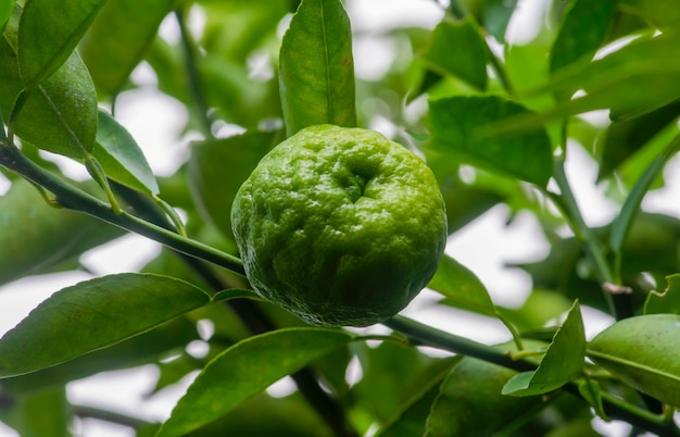 Citrus hystrix, auch Kaffir-Limette genannt, ist eine Zitrusfrucht, die im tropischen Südostasien und Südchina beheimatet ist. Ausgewählter Fokus