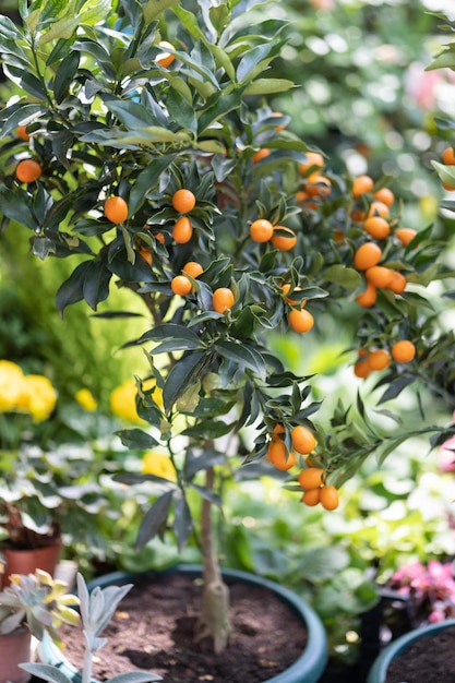 Citrus kumquat árboles con frutas en maceta y flores a la venta en la tienda de jardín tienda de flores al aire libre