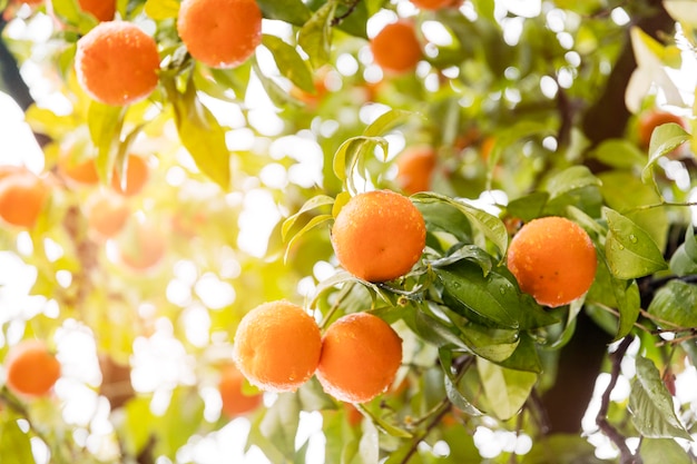 Foto citrus laranja delicioso na árvore