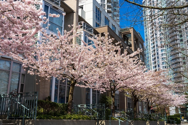 City of Vancouver Downtown Seawall im Frühling. Reihe von Kirschblüten in voller Blüte. BC, Kanada.