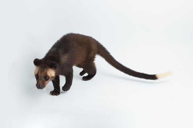 Foto civeta de palma enmascarada de sumatra paguma larvata leucomystax aislado sobre fondo blanco.