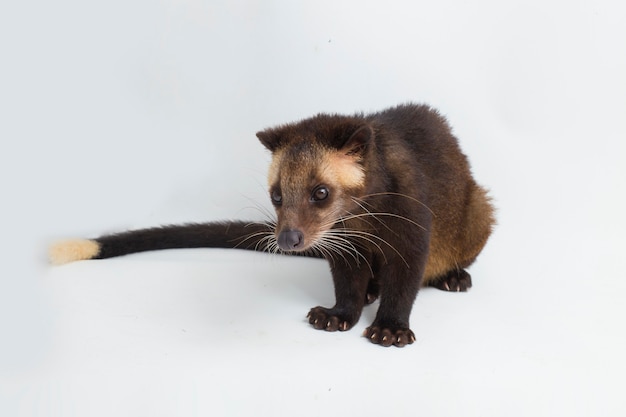 Foto civeta de palma enmascarada de sumatra paguma larvata leucomystax aislado sobre fondo blanco.