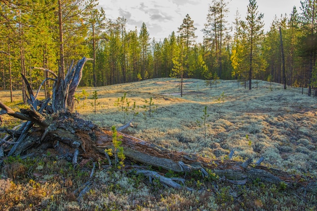 Cladonia stellaris en el bosque polar. Yamal.