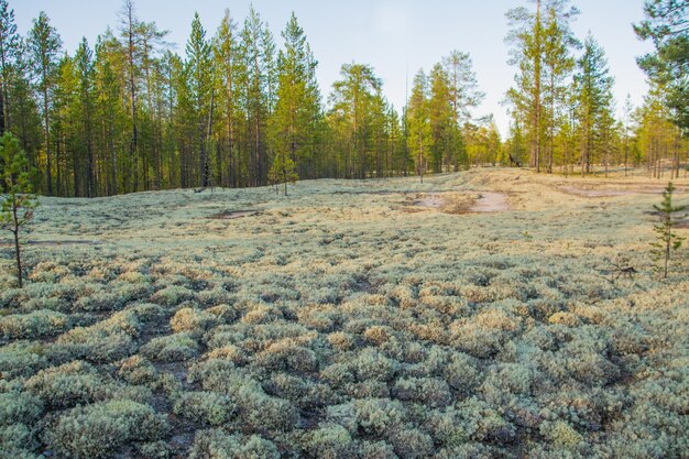 Cladonia stellaris im Polarwald. Jamal.