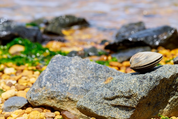 Clam deitado na pedra à beira-mar.