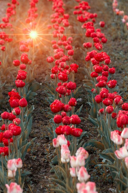 Foto clareira colorida com tulipas frescas florescendo