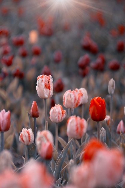 Foto clareira colorida com tulipas frescas florescendo