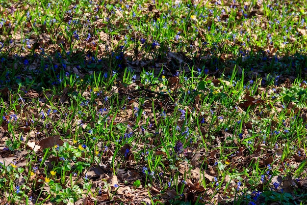 Clareira da floresta com as primeiras flores da primavera