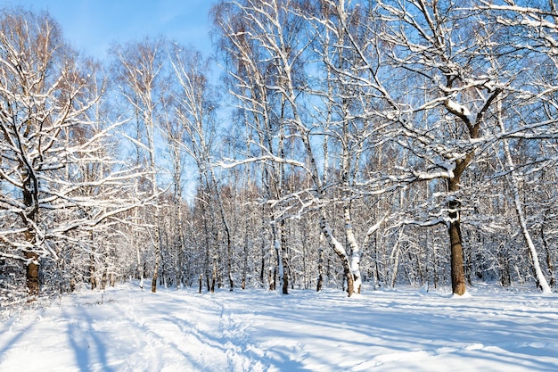 Clareira da floresta em dia ensolarado de inverno