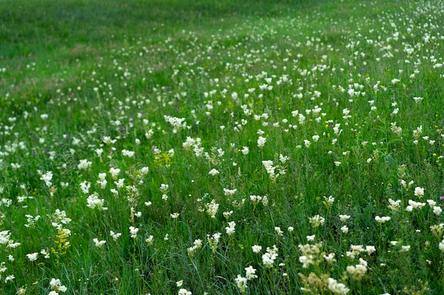 Clareira de flores desabrochando e grama verde