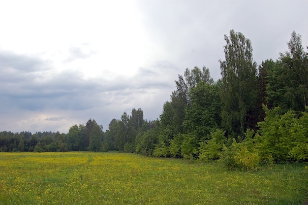 Foto clareira na floresta de junho com tempo chuvoso