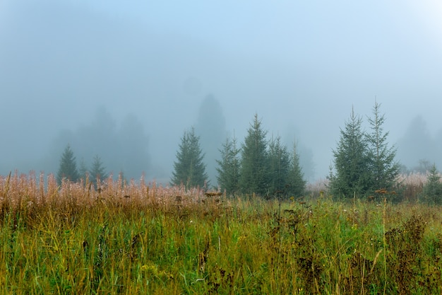 Clareira na floresta selvagem com grama de outono na neblina matinal