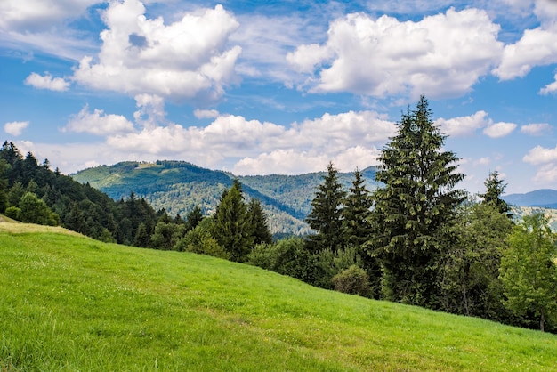 Clareira verde sobre um fundo de floresta de coníferas verdes e montanhas Céu azul com nuvens brancas