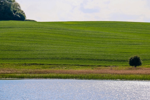 Clareira verde.