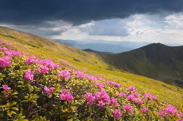 Clareiras florescendo nas montanhas e céu tempestuoso. Flores de rododendro rosa em um prado ensolarado antes da tempestade. Montanhas Cárpatos, Ucrânia, Europa
