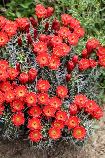 Claret-cup cactus flores