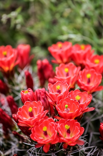 Claret-Cup-Kaktusblüten