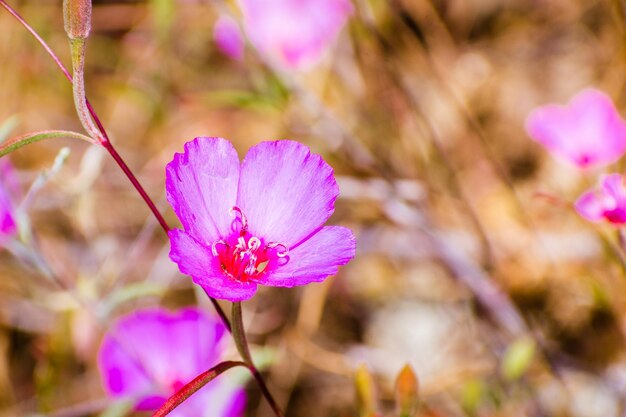 Clarkia Rubicunda Abschied vom Frühling. Gerötete Clarkia-Wildblume mit Rubinkelch, die zwischen trockenem Gras auf den Hügeln der südlichen Bucht von San Francisco in Kalifornien blüht