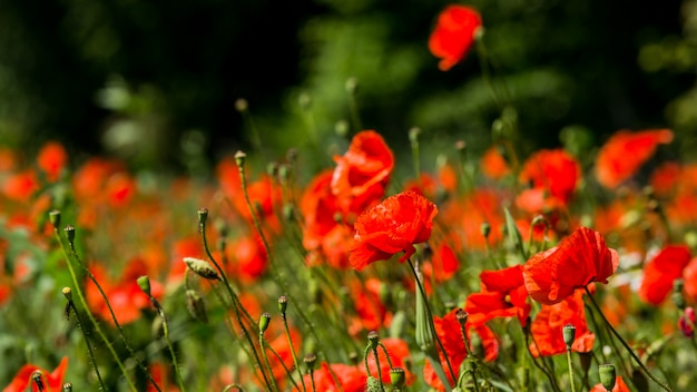 Claro de amapolas rojas. Flores Amapolas rojas florecen en campo salvaje. Amapolas rojas en luz suave. La adormidera. Drogas naturales Claro de amapolas rojas. Amapola solitaria. Desenfoque de enfoque suave