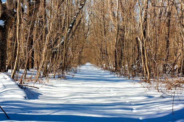 Claro en el bosque cubierto de nieve