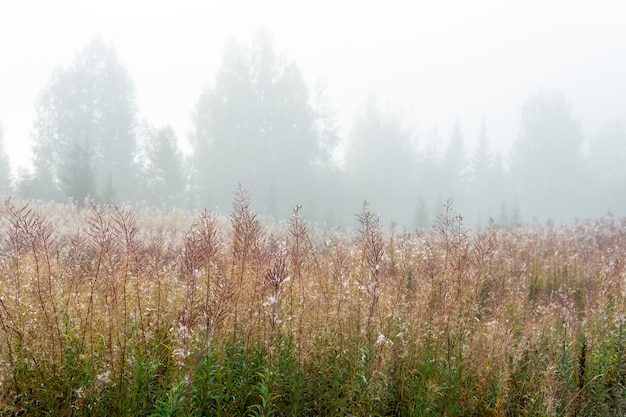 Claro del bosque de otoño con fireweed se desvaneció en la niebla de la mañana