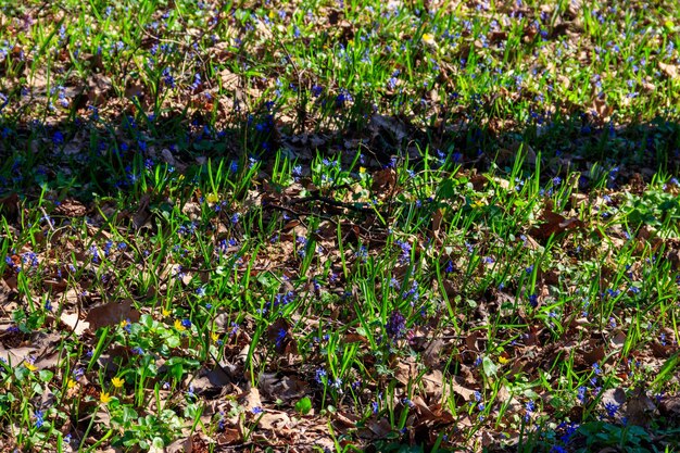 Claro del bosque con las primeras flores de primavera