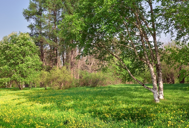 Un claro en el bosque soleado Abedul con follaje de primavera fresca diente de león amarillo