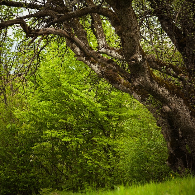 Claro de cuento de hadas con árbol viejo de cerca