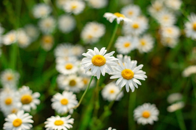 Claro de flores de manzanilla blanca cerrar vista superior